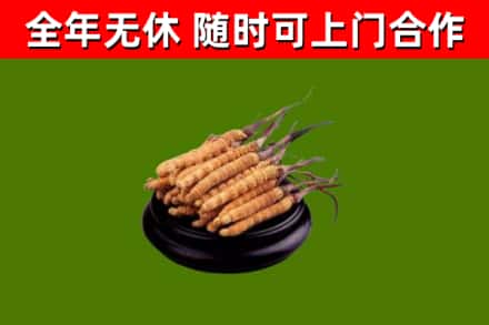 锦州回收冬虫夏草